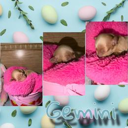 Gemini - Red male Dachshund puppy in Brazil, Indiana from King Duke Dachshunds
