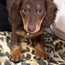 Dachshund All Grown Up from Sarah Linsenmeyer