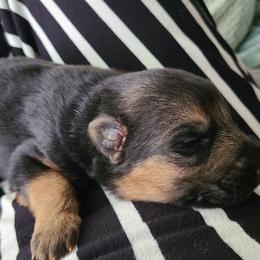 Boy 6 - Black and red male German Shepherd puppy in Coatesville, Pennsylvania from Jessica's German Shepherds