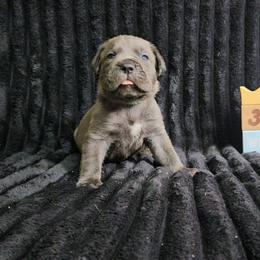 Green collar - Gray male Cane Corso puppy in Fritch, Texas from Carrie Brown's Cane Corsos