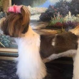 Shih Tzus from Light and Fluffy Shih Tzu Puppies