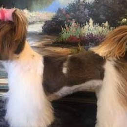 Shih Tzus from Light and Fluffy Shih Tzu Puppies