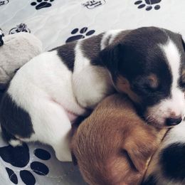 Chihuahua and Rat Terrier Puppies from Emadens