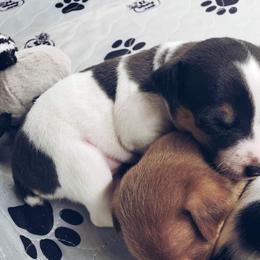 Chihuahua and Rat Terrier Puppies from Emadens
