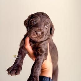 Jess - Chocolate male Goldendoodle puppy in Dallas County, Texas from Dream A Little Doodle