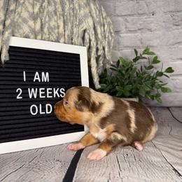Flynn Ryder - Red merle male Miniature Australian Shepherd puppy in Peoria, Arizona from B My Sunshines Mini Aussies
