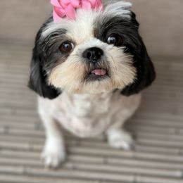 Vee - Shih Tzu