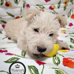 'Outlier', Wheaten -Wh-B - Wheaten male Scottish Terrier puppy in Roslyn, South Dakota from Viceroy's Kennel LLC