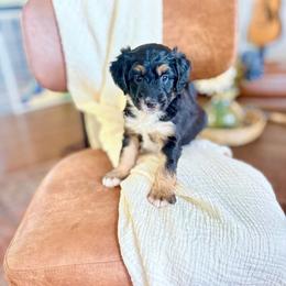 Trixie - Tri-color female Bernedoodle puppy in Buda, Illinois from Hamilton Farm Doodles