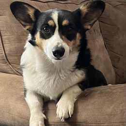Heidi - Pembroke Welsh Corgi