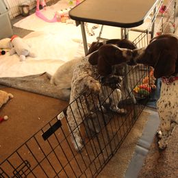 German Shorthaired Pointer Puppies from Oakcreek