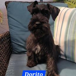 Dorito - Black male Miniature Schnauzer puppy in San Diego, California from SoCal Beards and Brows