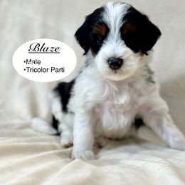 Blaze - Black and white male Bernedoodle puppy in Jackson, Mississippi from T.M. Poodles & Doodles