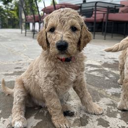 Flash (Red) - Apricot Goldendoodle puppy in Spearfish, South Dakota from Hillsview Farm