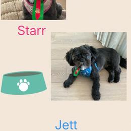 Starr and Jett - Blue and white female Shih Tzu puppy in Hialeah, Florida from South East Coast Angels Shih Tzus