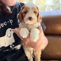 Marshall - Red male Australian Labradoodle puppy in Summerfield, North Carolina from Four Oaks Labradoodles