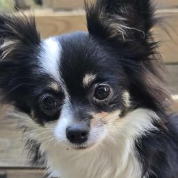 Border Collies and Chihuahuas from Riverwood