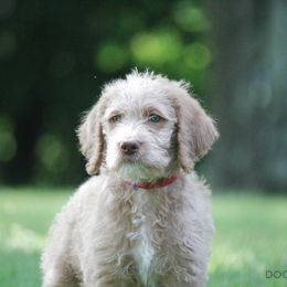 Bernedoodle, Goldendoodle, and Labradoodle Puppies from Doodle Nation