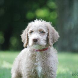 Bernedoodle, Goldendoodle, and Labradoodle Puppies from Doodle Nation