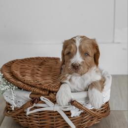 Clover - Red  male Goldendoodle puppy in Salem, Virginia from Aloha Doodles & Poodles