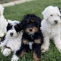 Bernedoodles from Minidoodles of Utah