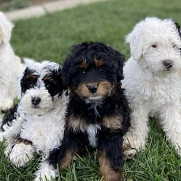 Bernedoodles from Minidoodles of Utah
