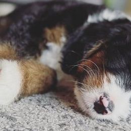 Bernedoodles from Ten Mile Doodles