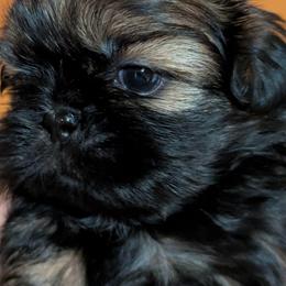 Tiny sable girl - Sable female Shih Tzu puppy in Surry, Maine from McKayla Hairston