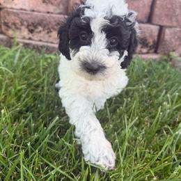 Lolli - Black female Poodle puppy in Salem, Missouri from Meadowbrook Poodles