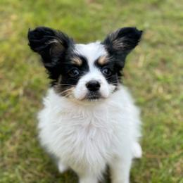 Laken's Tri colored girl - White black and tan female Papillon puppy in Shirley, Arkansas from Lucky Pups