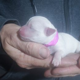 Cricket - White female Maltese puppy in Belleville, Michigan from Michigan Maltese Puppies