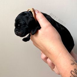 Goldendoodle Puppies from Winnie at Haven's Doodles