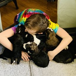 Bernedoodle Puppies from Moose Tracks Bernedoodles