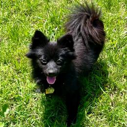 Laya - Pomeranian
