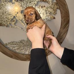 Teal girl - Red female Bloodhound puppy in Conway, Missouri from Ozark Mountain Kennel