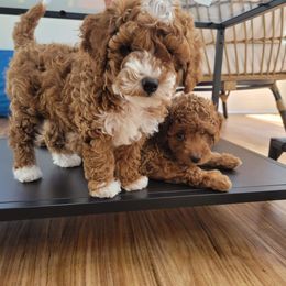 Cavapoo Puppies from Carolina Springs Breeding