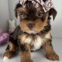 GIRL READY NOW - Chocolate, tan and white female Yorkshire Terrier puppy in Dahalonega, Georgia from Country Dog Kennels.