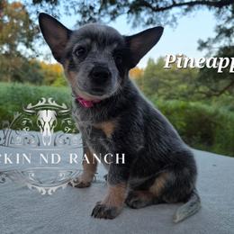 Pineapple - Blue female Australian Cattle Dog puppy in Silsbee, Texas from Rockin ND Ranch