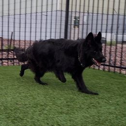 Faraon  - German Shepherd