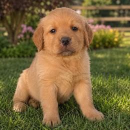 Legacy - Fox red male Dilute Retriever puppy in Baldwin City, Kansas from Hedge Lane Labradors