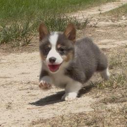 Annie - Gray and white female American Corgi puppy in Decatur, Texas from Bar S Corgis