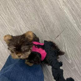 Yorkshire Terrier Puppies from Coffeycup Yorkies