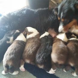 Australian Shepherd Puppies from Gypsy's Charm Australian Shepherds