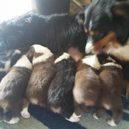 Australian Shepherd Puppies from Gypsy's Charm Australian Shepherds