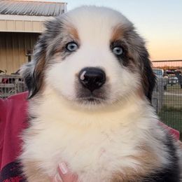 Tate - Blue merle male Miniature Australian Shepherd puppy in Midway, Texas from L Bar W Aussie Ranch