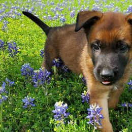 Belgian Malinois from Blanco Belgian Malinois