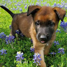 Belgian Malinois from Blanco Belgian Malinois