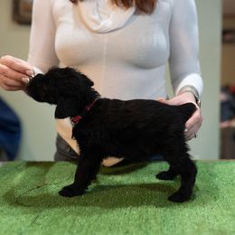 Winifred - Giant Schnauzer puppy from Above Par Kennels