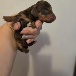 Larry - Chocolate male Dachshund puppy in Strong, Arkansas from Dachshunds R Us