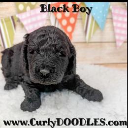 Boy 4 black Collar - Black male Goldendoodle puppy in Taneytown, Maryland from Curlydoodles